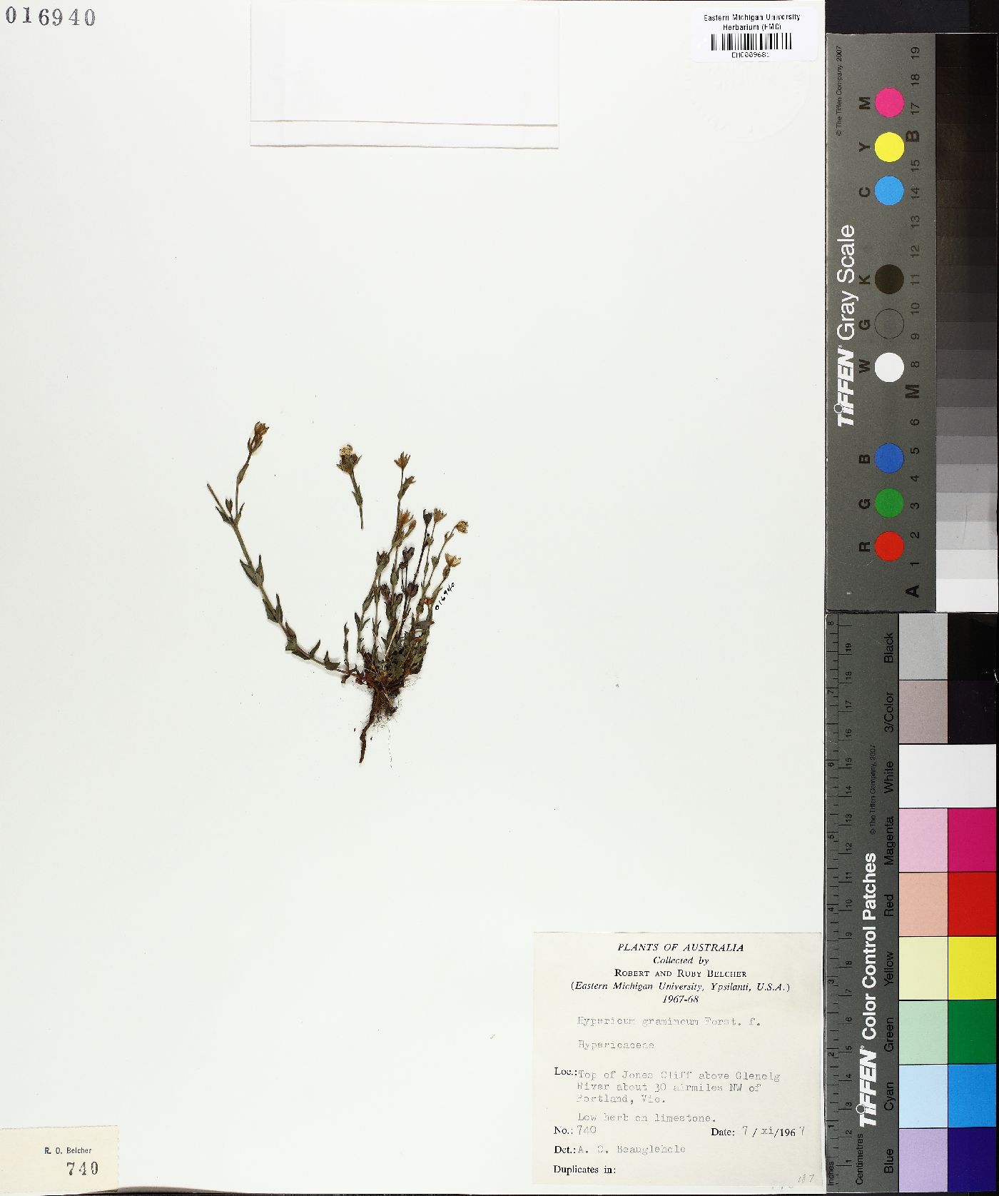 Hypericum gramineum image