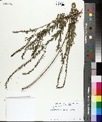 Lythrum lanceolatum image