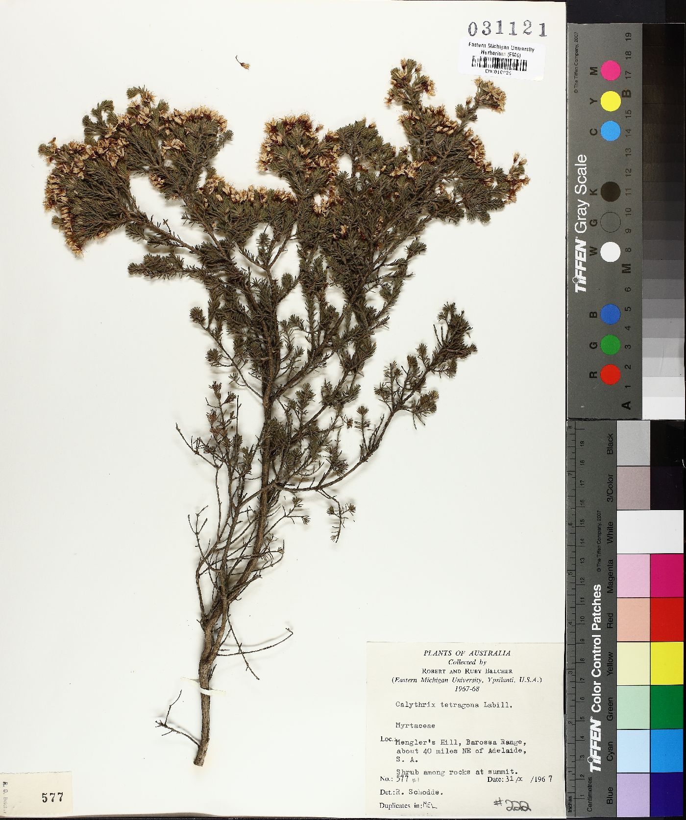 Calytrix tetragona image