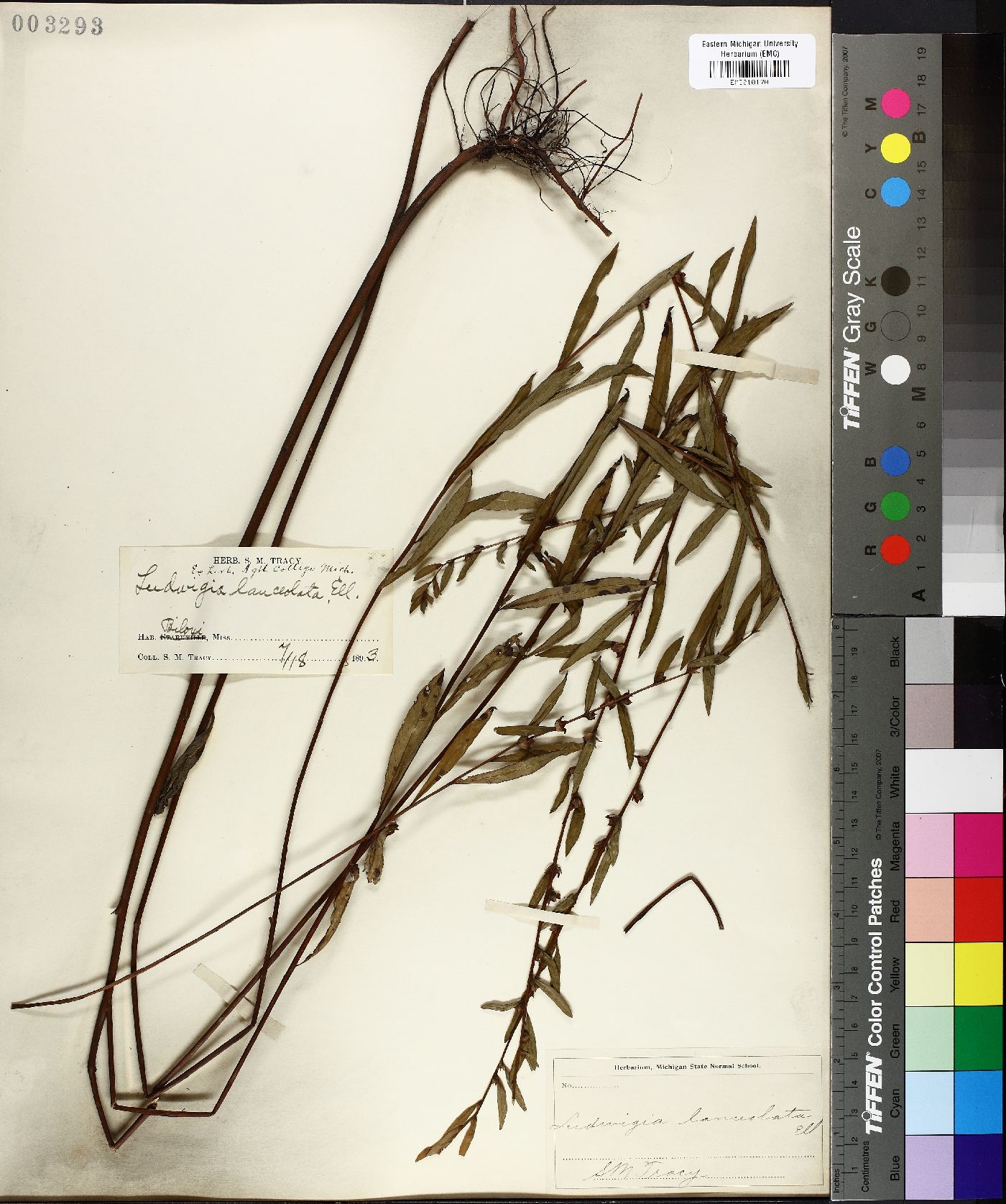 Ludwigia lanceolata image