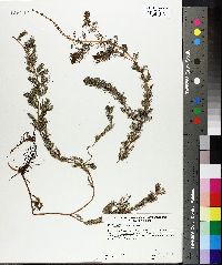 Myriophyllum sibiricum image