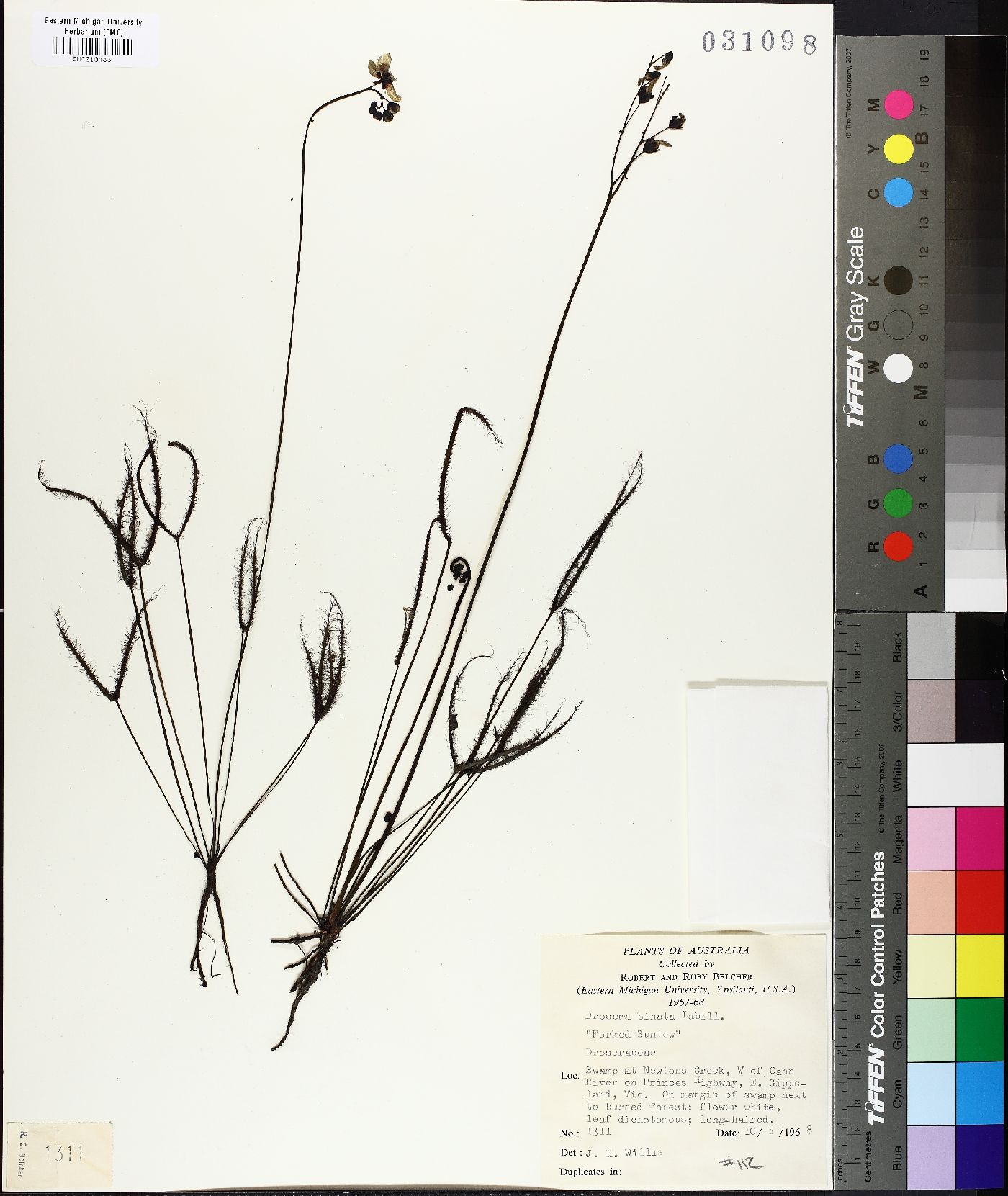 Drosera binata image