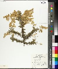 Bursaria spinosa image