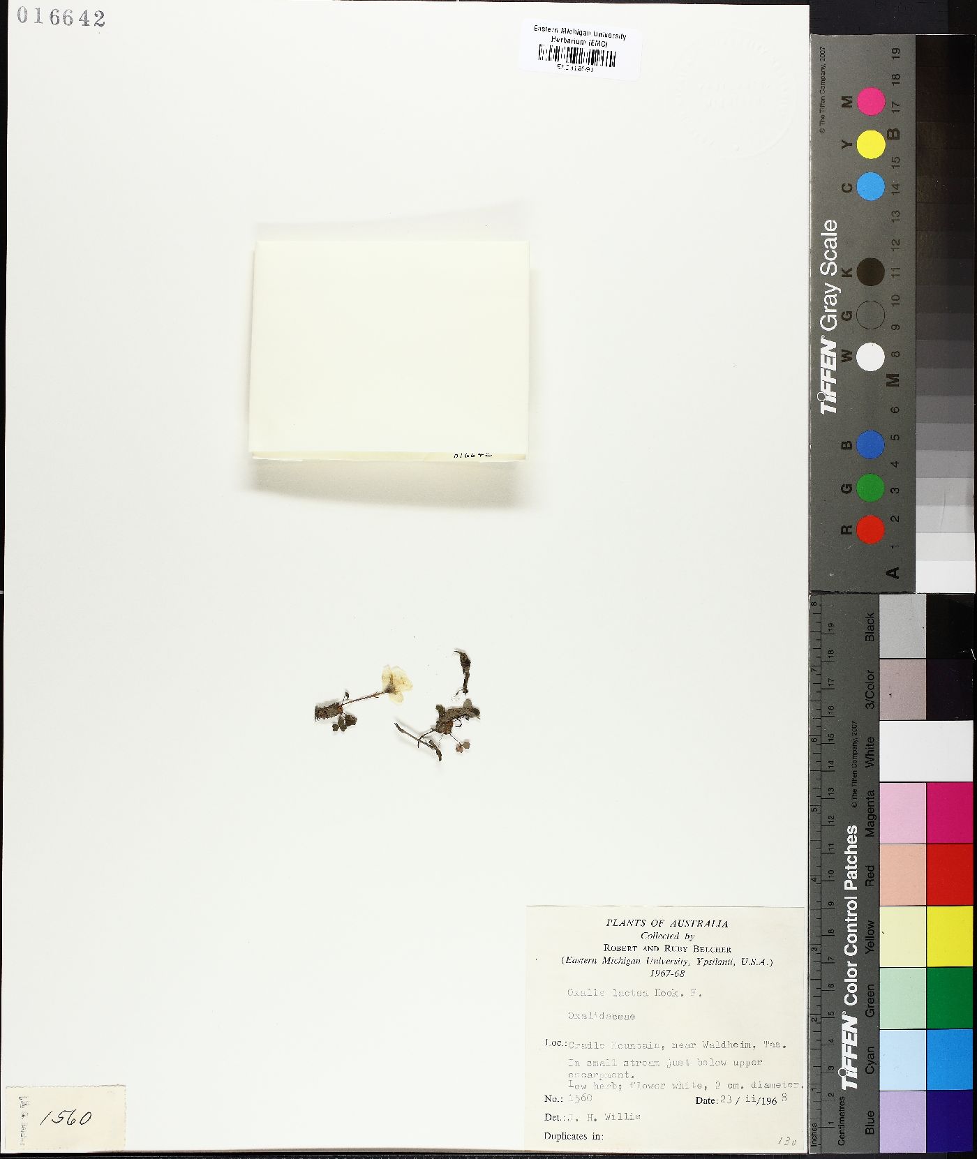 Oxalis magellanica image