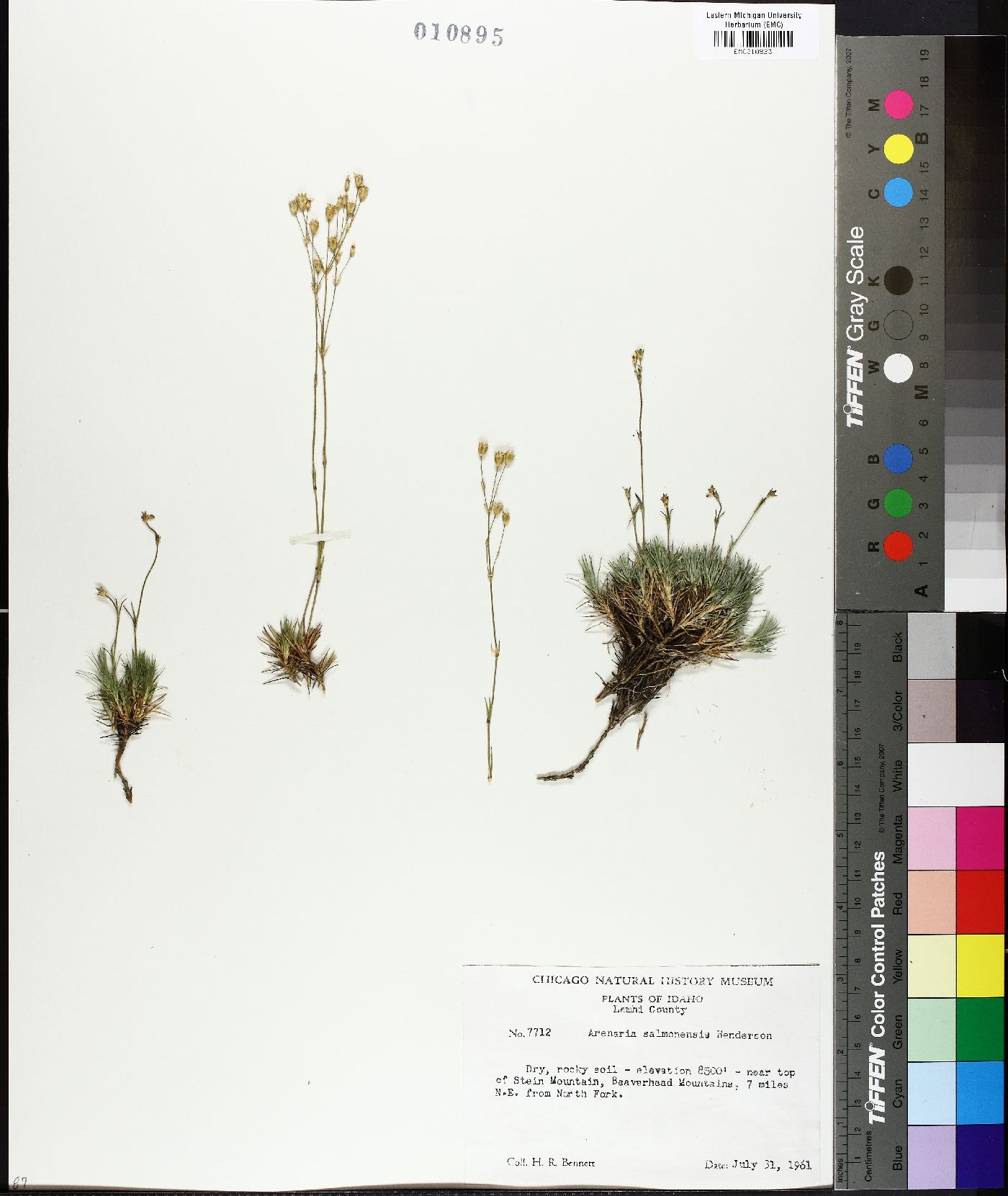 Arenaria aculeata image