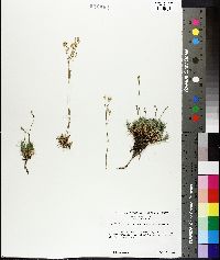 Arenaria aculeata image