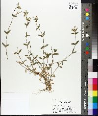 Cerastium fontanum subsp. vulgare image