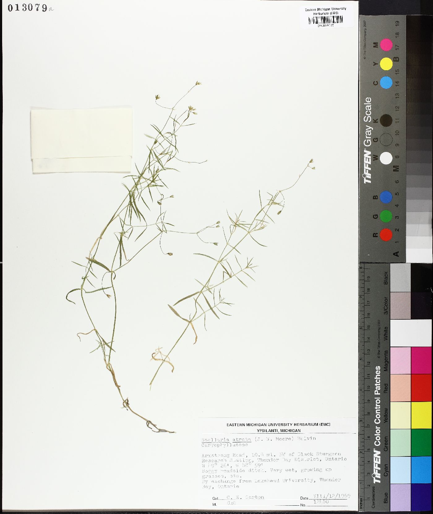 Stellaria atrata image