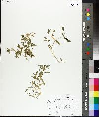 Stellaria calycantha var. calycantha image