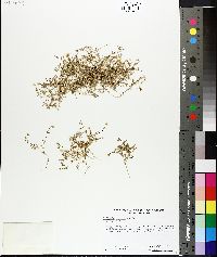 Stellaria longipes image