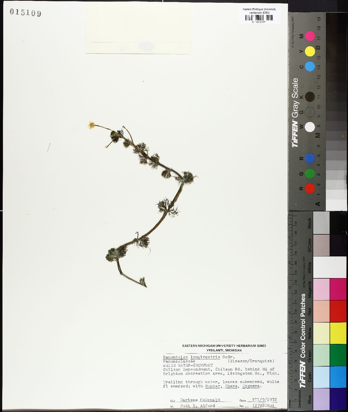Ranunculus longicaulis image