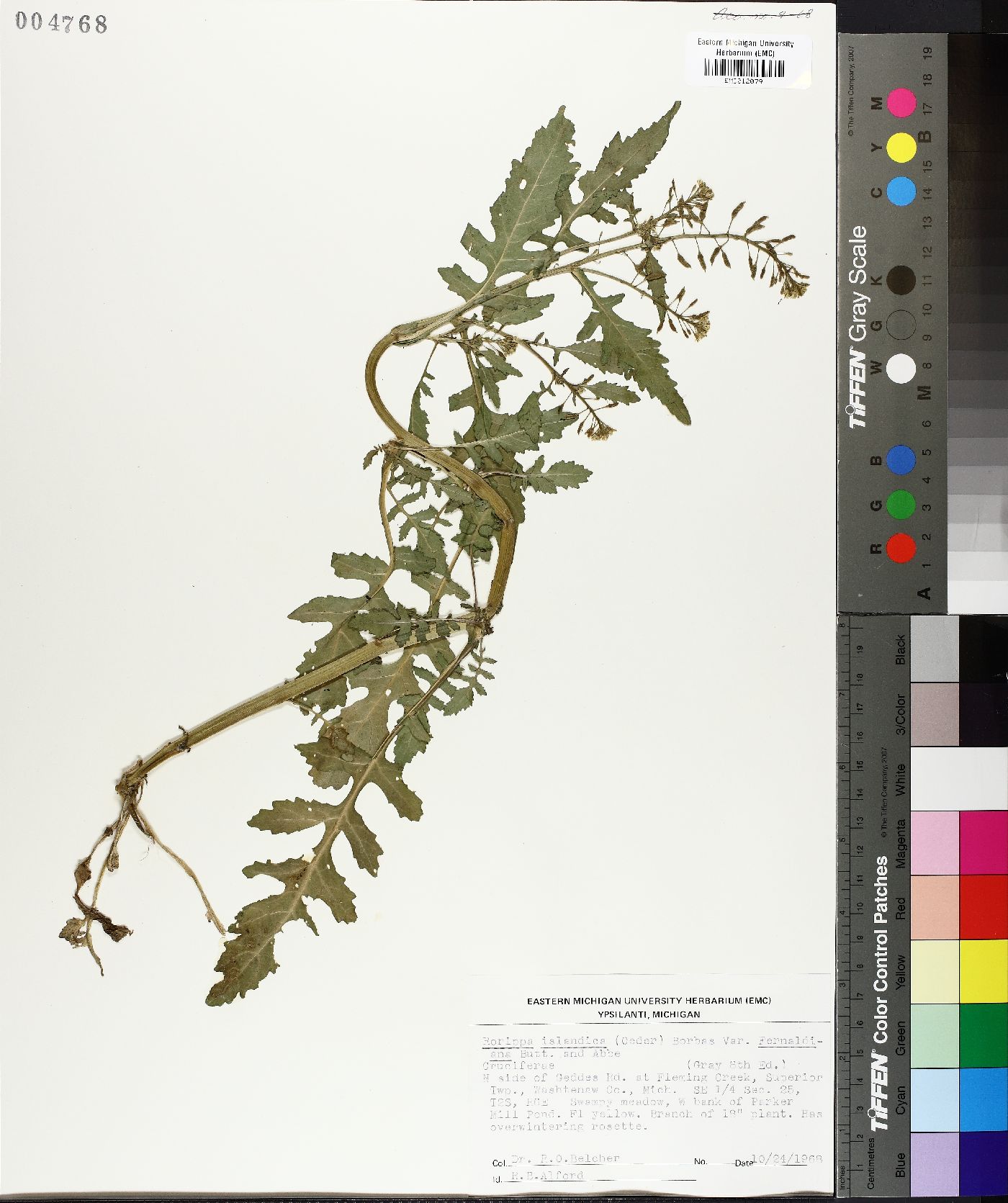 Rorippa islandica image