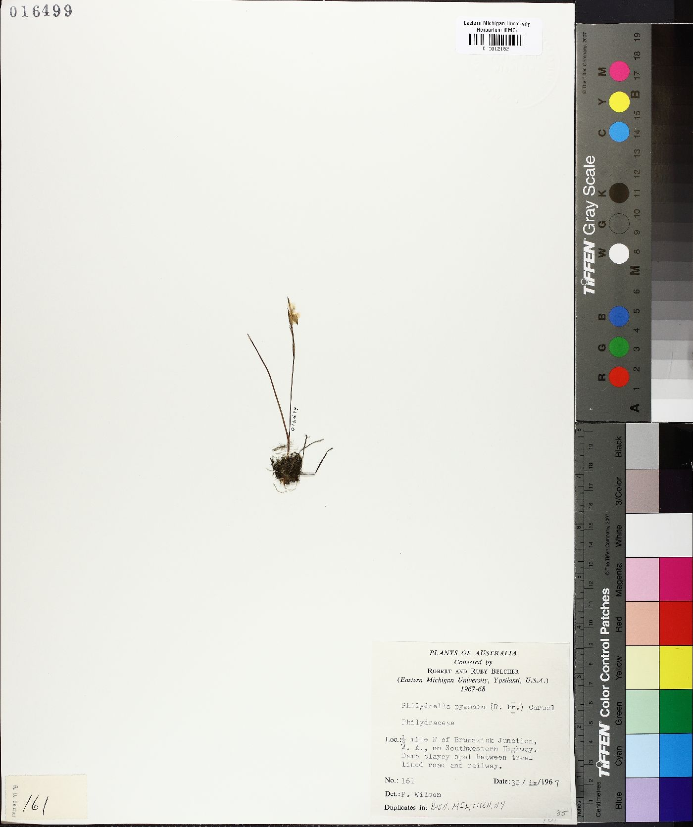 Philydrella pygmaea image