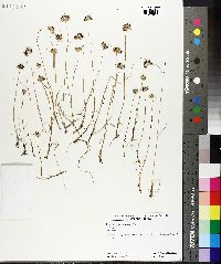 Juncus membranaceus image