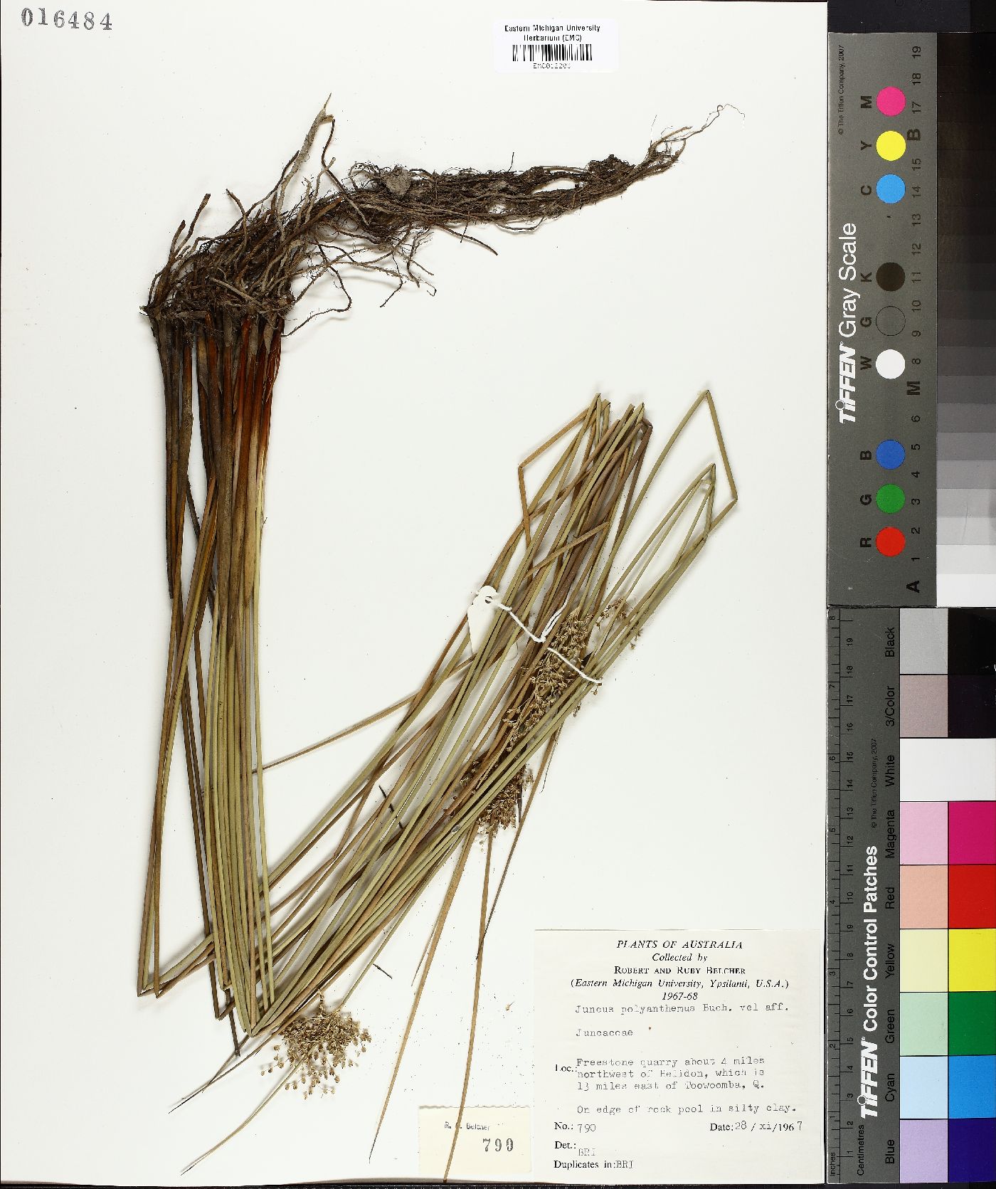 Juncus polyanthemus image