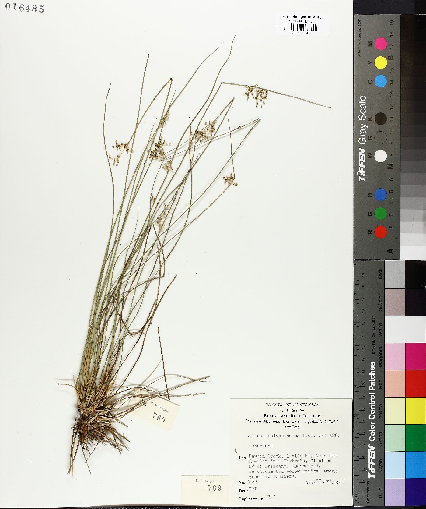 Juncus polyanthemus image