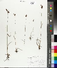 Luzula multiflora image