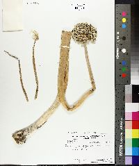 Image of Allium cepa