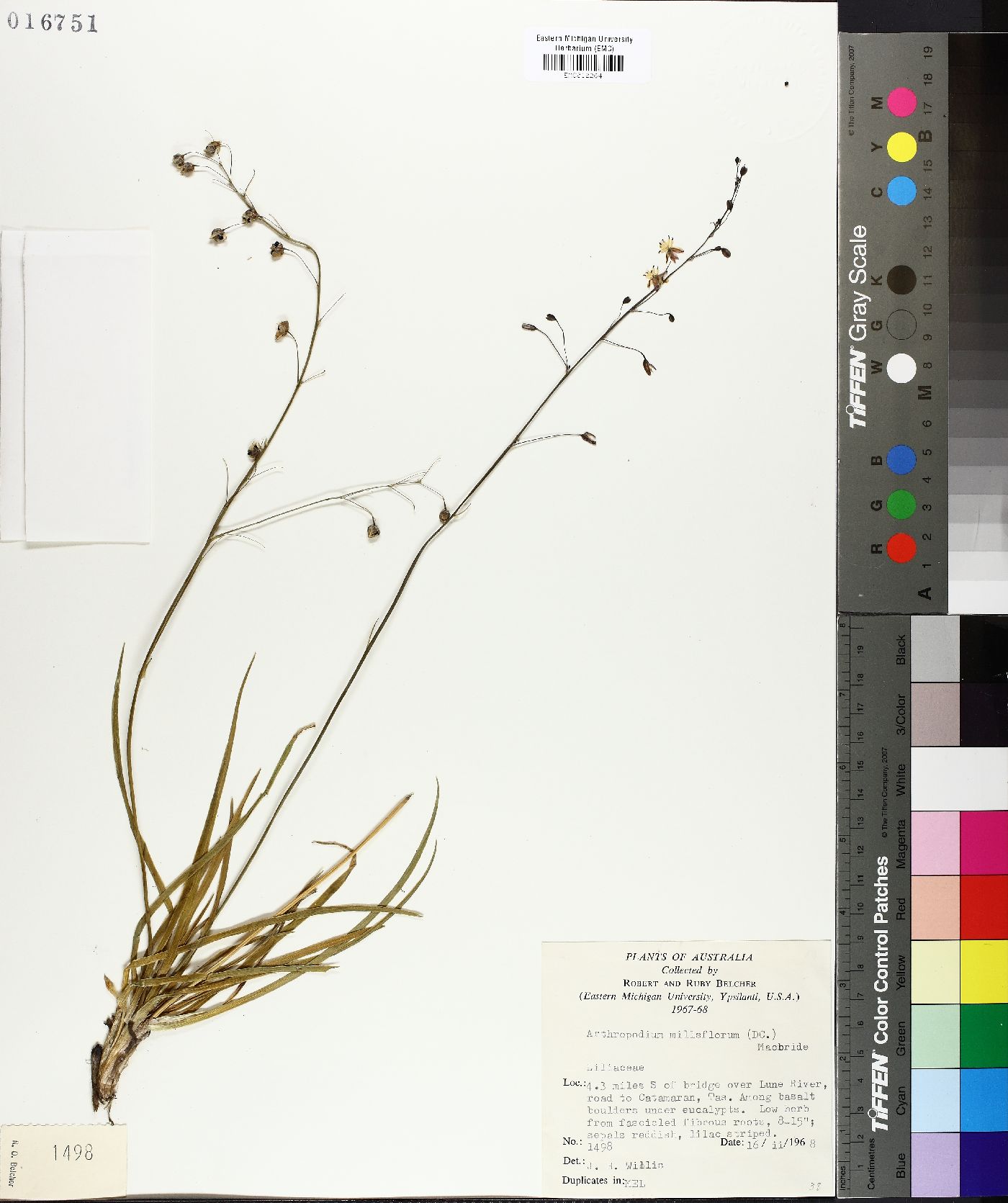 Arthropodium milleflorum image