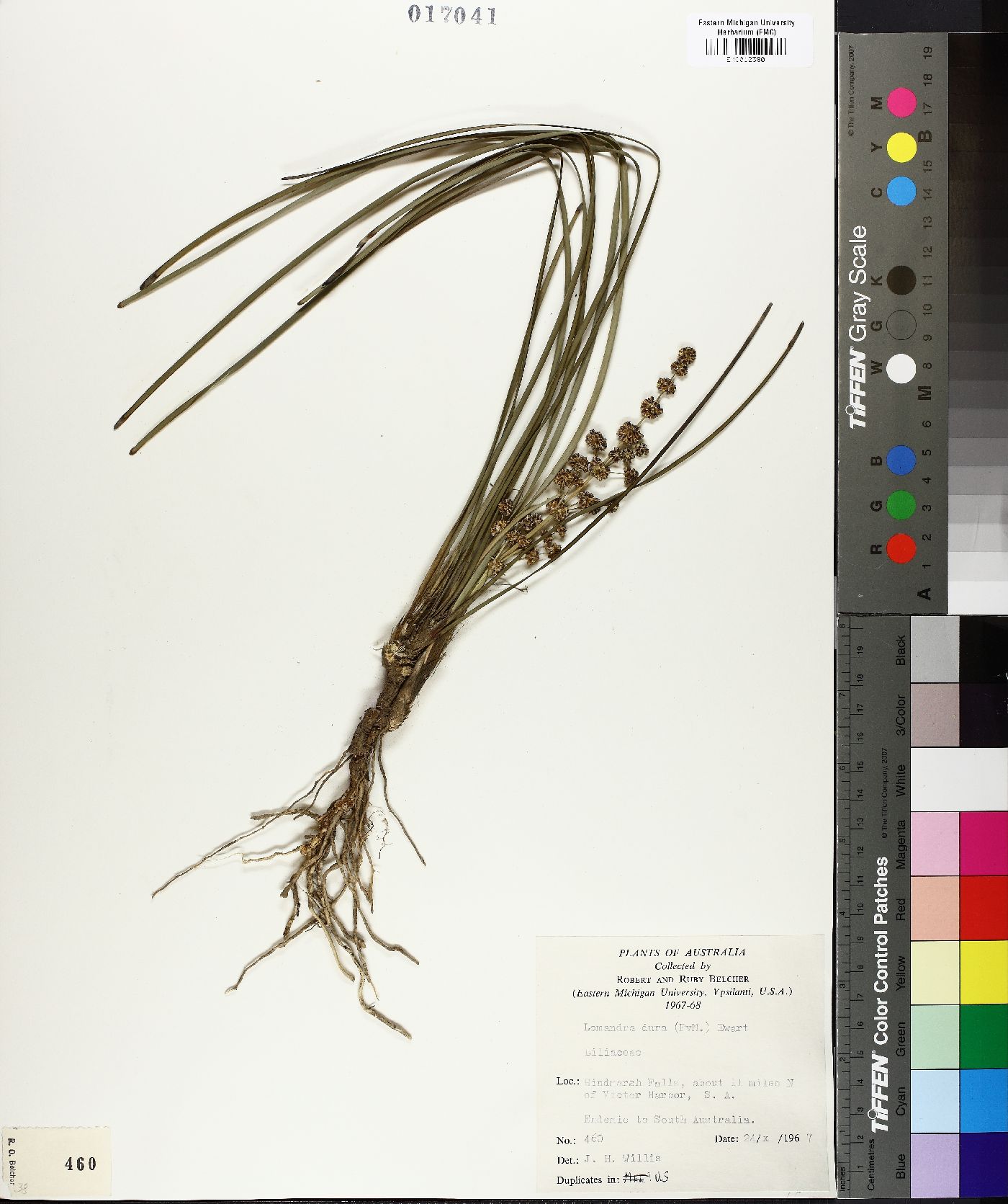 Lomandra multiflora subsp. dura image