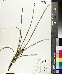 Lomandra multiflora subsp. dura image