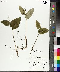 Maianthemum canadense var. interius image