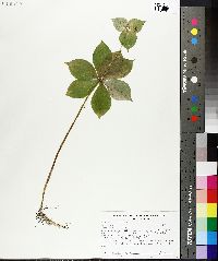 Medeola virginiana image