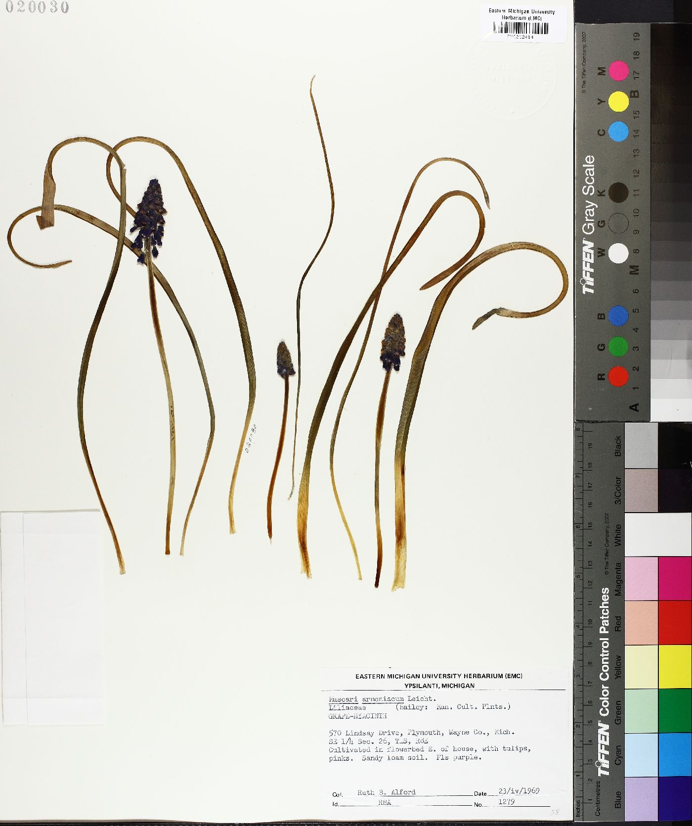Muscari armeniacum image