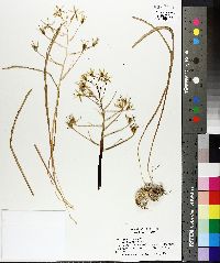 Ornithogalum umbellatum image