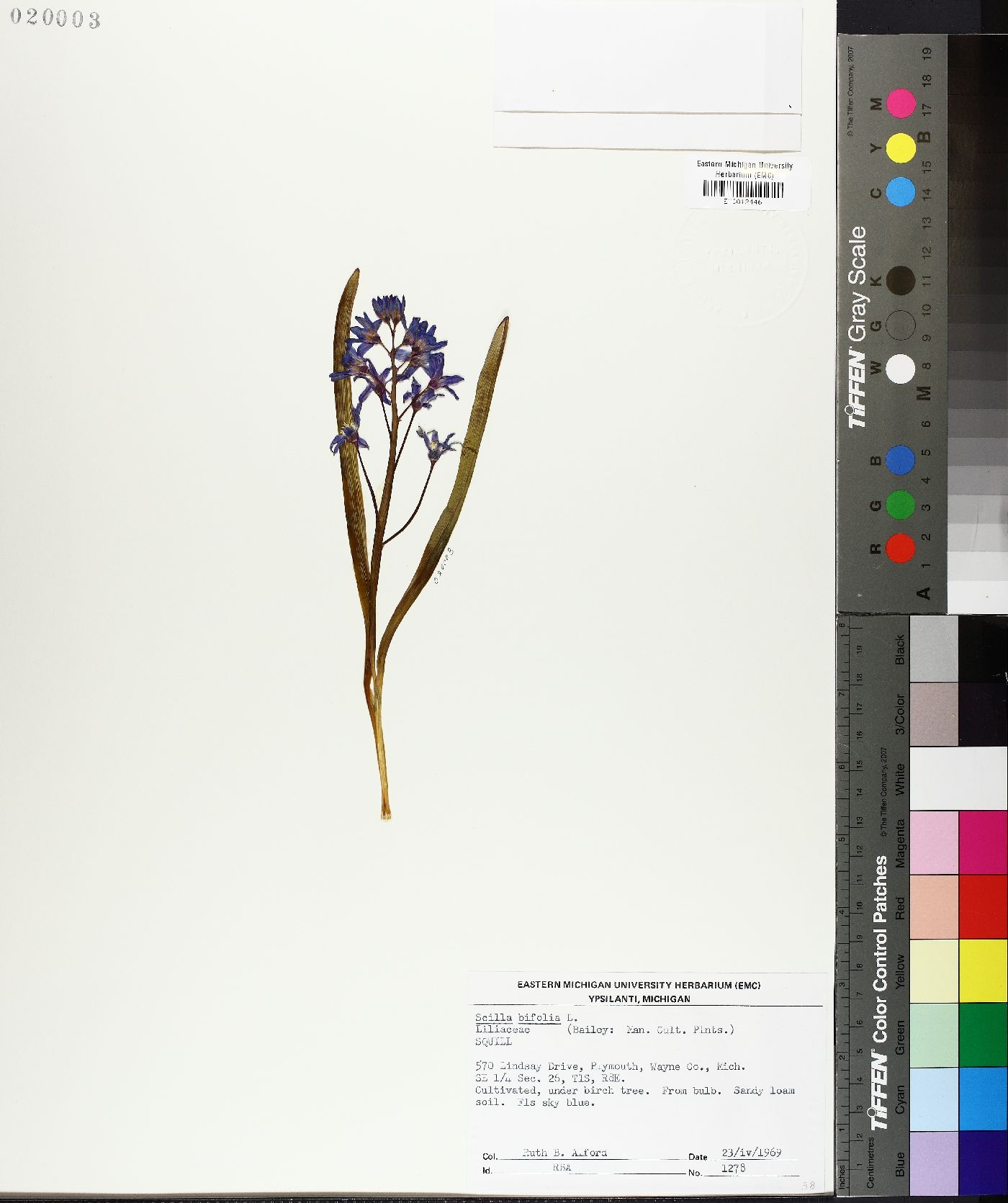 Scilla bifolia image