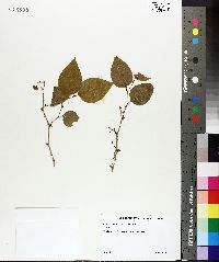 Smilax tamnoides image