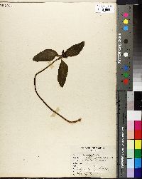 Trillium recurvatum image