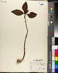 Trillium recurvatum image