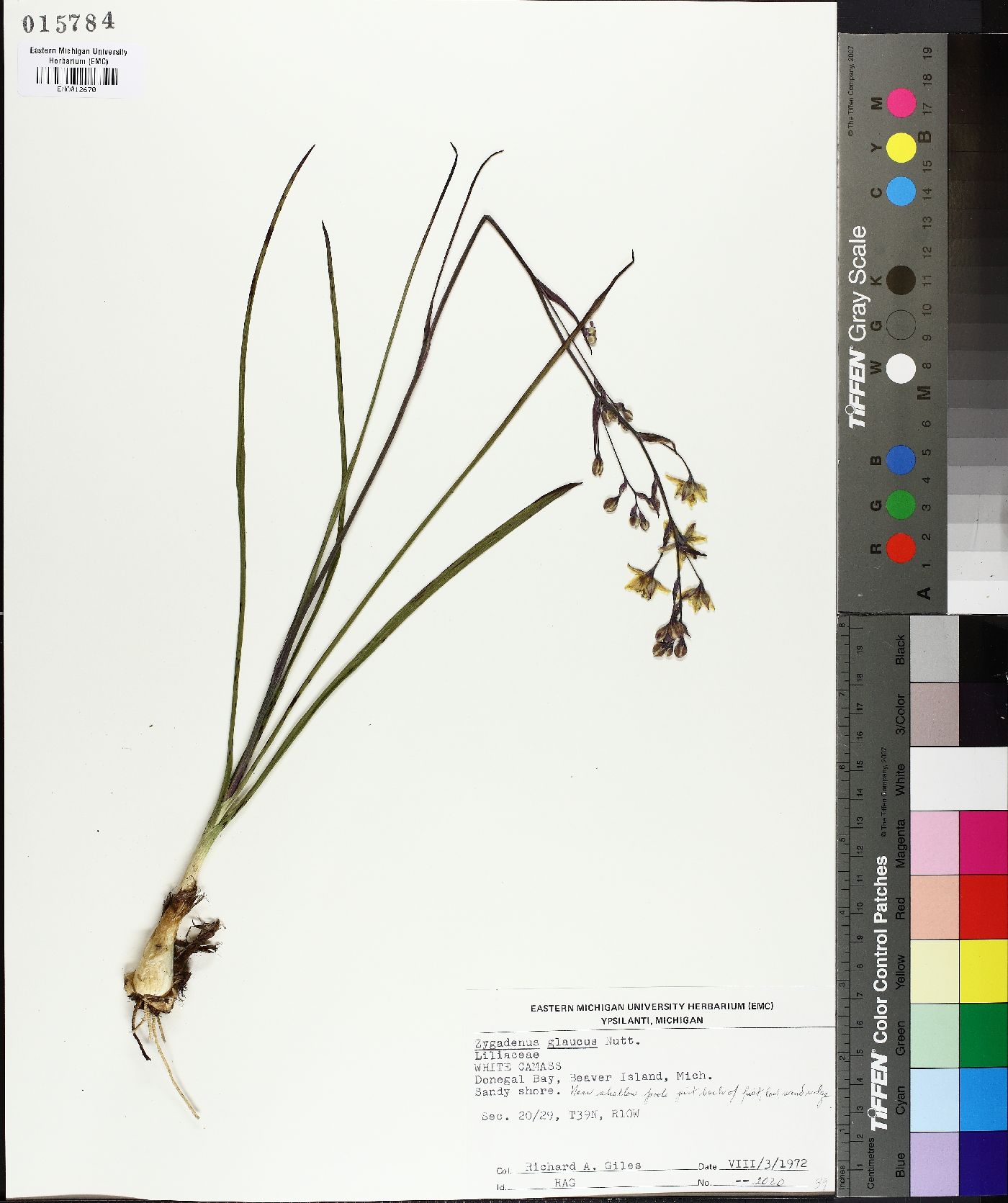 Zigadenus glaucus image