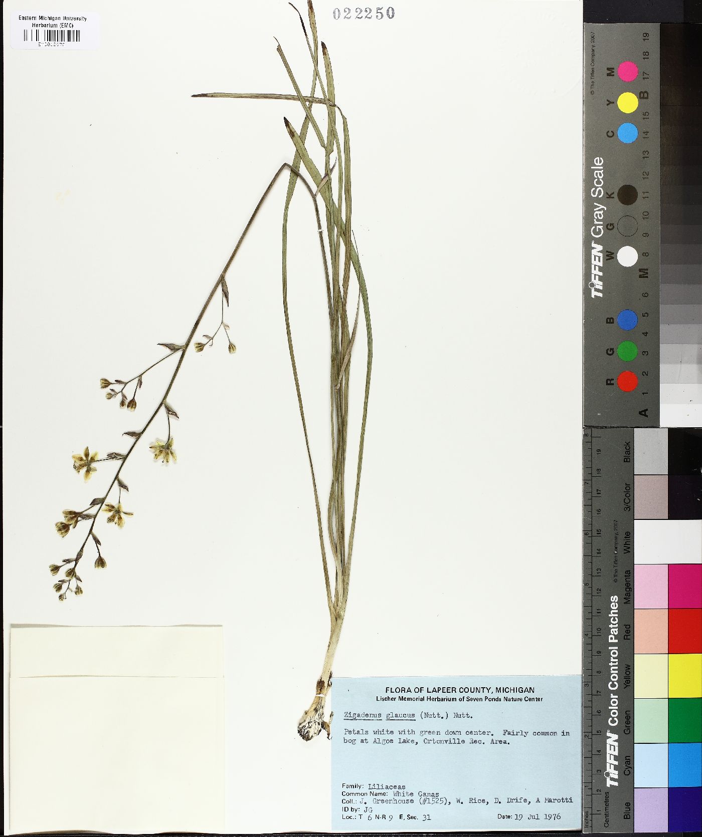 Zigadenus glaucus image