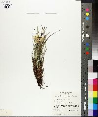 Conostylis setigera image