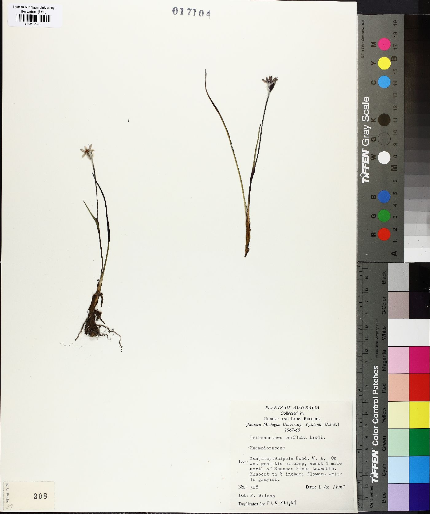 Tribonanthes uniflora image