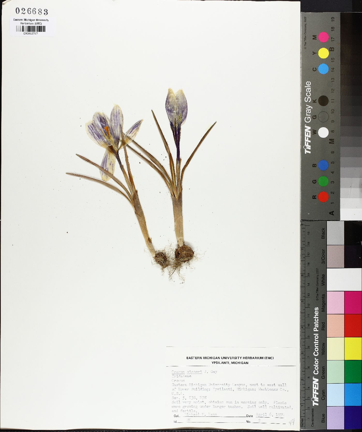 Crocus sieberi image