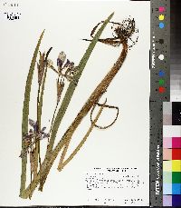 Iris versicolor image