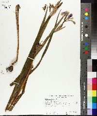 Iris versicolor image