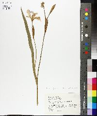 Iris virginica image