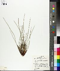 Patersonia fragilis image