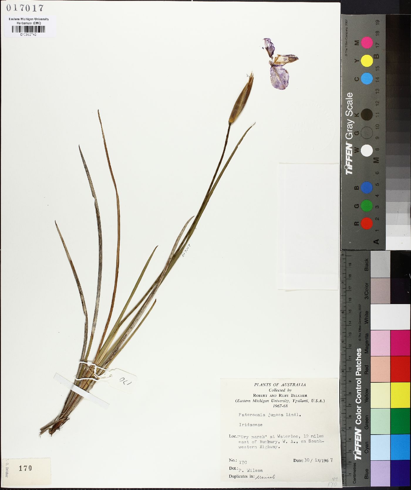 Patersonia juncea image