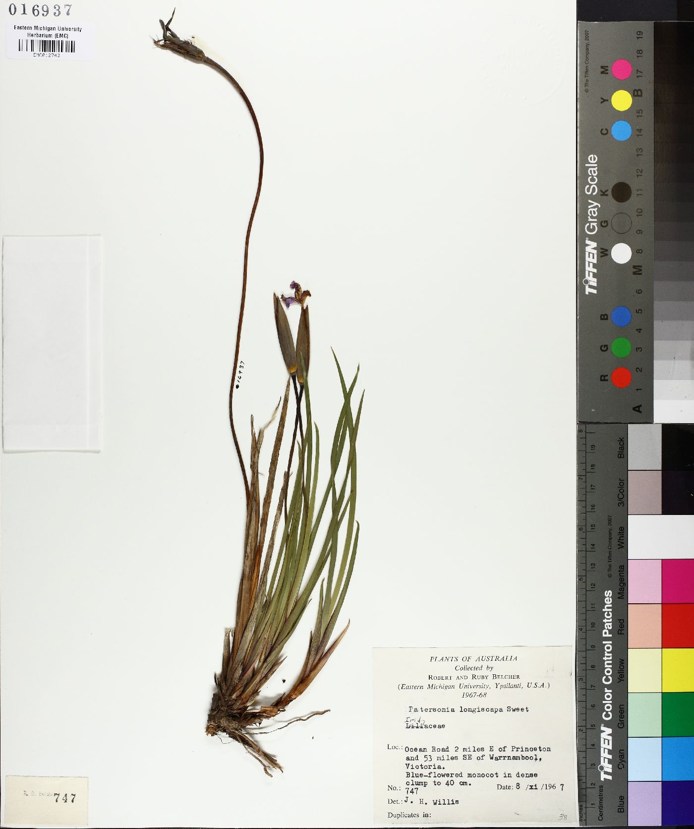 Patersonia occidentalis image