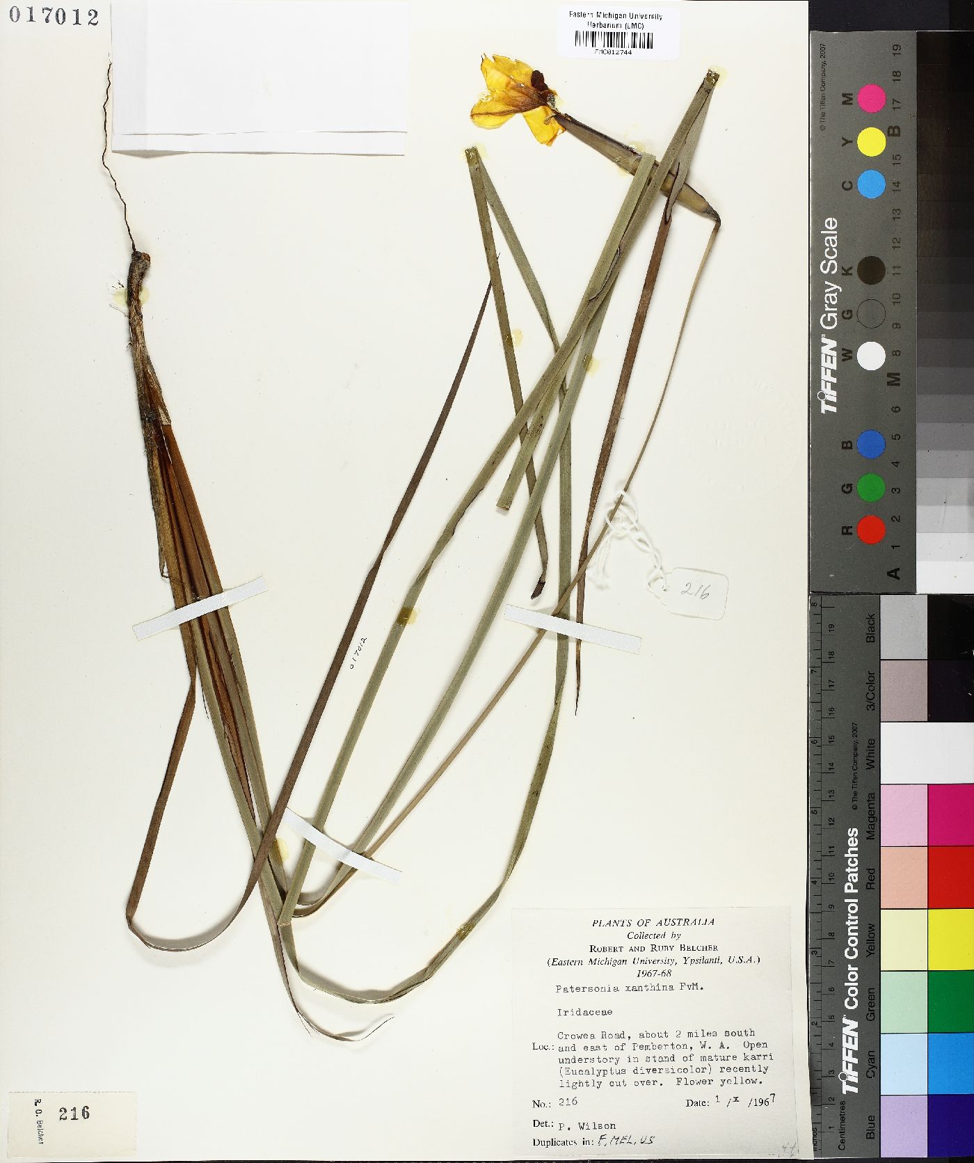 Patersonia umbrosa image