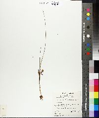 Image of Romulea longifolia