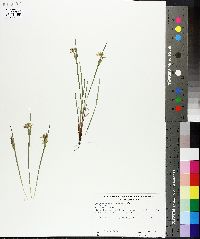 Sisyrinchium albidum image