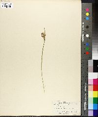 Sisyrinchium gramineum image