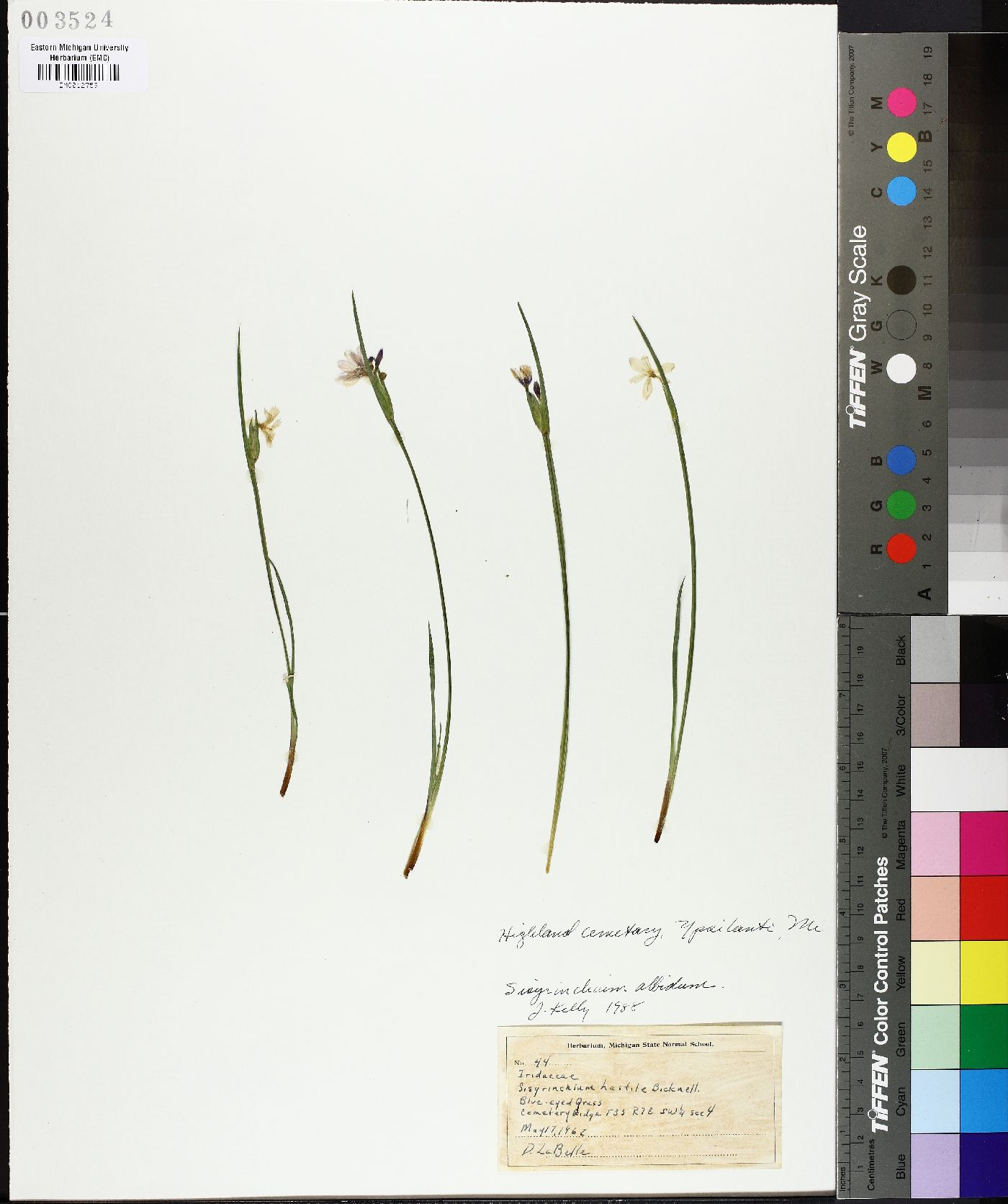 Sisyrinchium hastile image