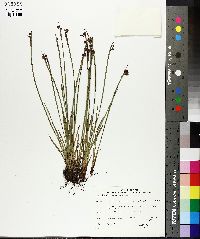 Sisyrinchium montanum image